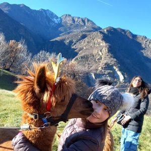Passeggiata con gli alpaca in Valle d'Aosta