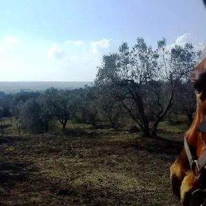 Passeggiata a cavallo nel Parco di Veio