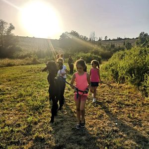Passeggiata con alpaca nelle colline di Firenze