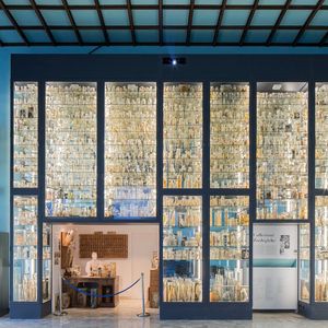 DaDoM - Museo Darwin Dohrn