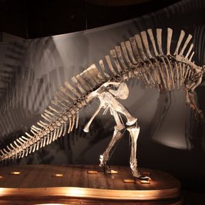 Museo di Storia Naturale di Venezia