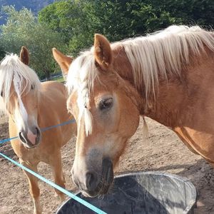 Lezione di equitazione