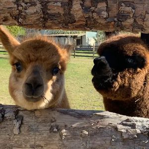 Passeggiata con alpaca
