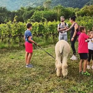 Passeggiata con Alpaca sensoriale in val  Camonica