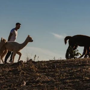 Passeggiata con alpaca tra le colline senesi