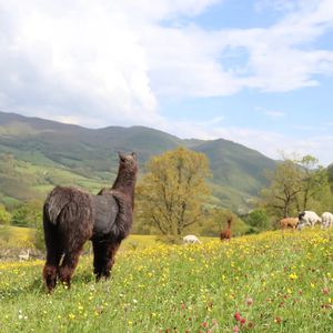 Passeggiata con alpaca nella natura della Val Tiberina