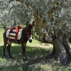 Passeggiata con gli asini nella Valle del Tirino