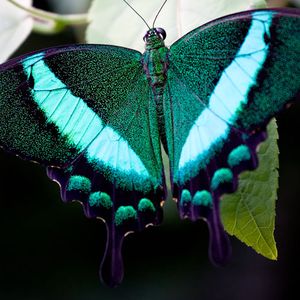 Casa delle Farfalle  - Giardino Garzoni