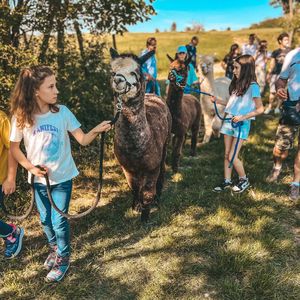 Passeggiata con alpaca e picnic sui Colli Tortonesi
