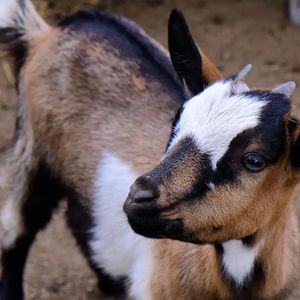Esperienza in fattoria didattica e merenda fatta in casa