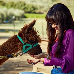 Passeggiata con gli alpaca
