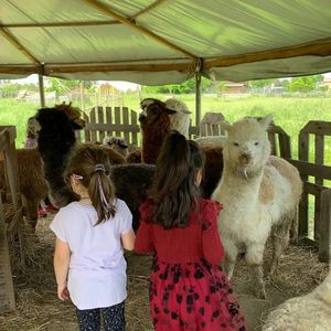 Visita didattica ed esperienza con alpaca vicino Ferrara