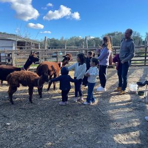Passeggiata con alpaca nel Sud Sardegna