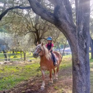 Passeggiata a cavallo in uliveto vicino ad Albenga