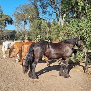 Passeggiata a cavallo nella pineta di castel fusano 