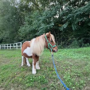 Passeggiata con i pony a Fagnano Olona 
