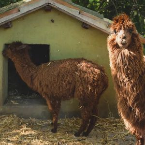Passeggiata con alpaca