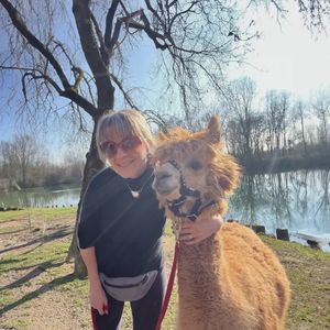 Passeggiata con alpaca vicino a Milano