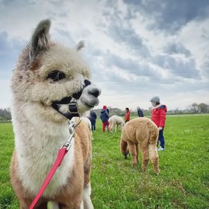 Passeggiata con gli alpaca