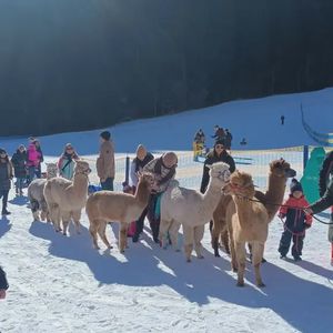 Passeggiata con alpaca sulla neve