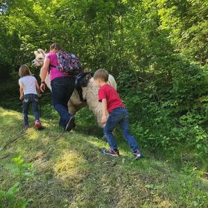 Passeggiata con alpaca