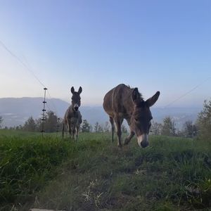 Trekking con asini e merenda in agriturismo