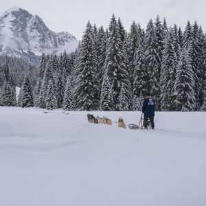 Esperienza di sleddog nella Val Comelico