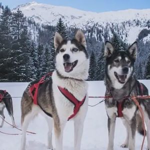 Battesimo dello Sleddog