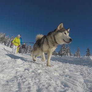 Ciaspolata con husky tra Pinzolo e Madonna di Campiglio