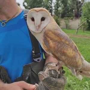 Falconiere per un giorno vicino a Cuneo