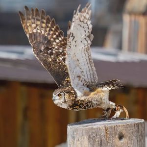 Esperienza con i rapaci a san Vigilio di Marebbe