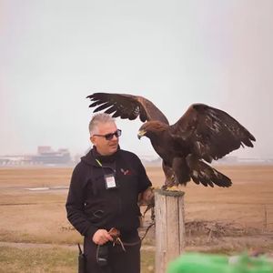Falconiere per un giorno nel Canavese