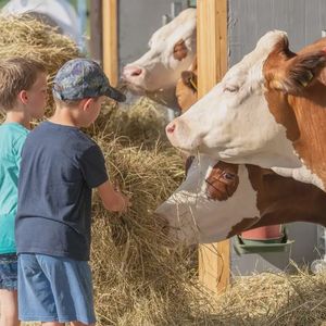 Esperienza di fattoria didattica in provincia di Trento