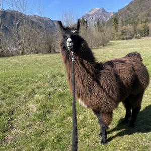Esperienza con alpaca e passeggiata in provincia di Pordenone