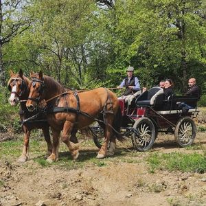 Giro in carrozza nel vigneto con picnic