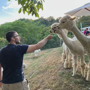 Picnic con gli alpaca