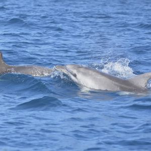 Tour in gommone a Figarolo con avvistamento delfini