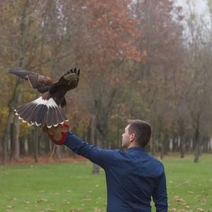 Falconiere per un giorno vicino Padova
