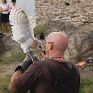 Falconiere per un giorno in Val di Susa vicino a Torino