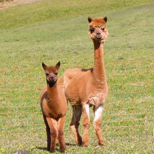 Passeggiate con gli alpaca per famiglie