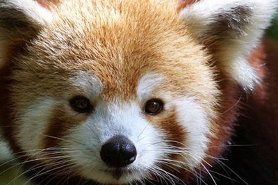 Offerta Parco Natura Viva