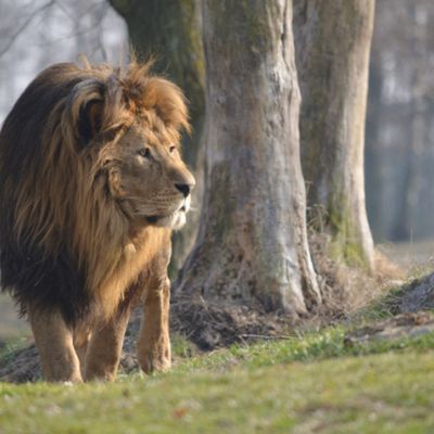 Offerta Sconto biglietto al Safari di Pombia