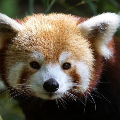 Offerta Ingresso famiglia al Parco Natura Viva