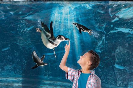 Offerta Biglietti,: Acquario di Cattolica