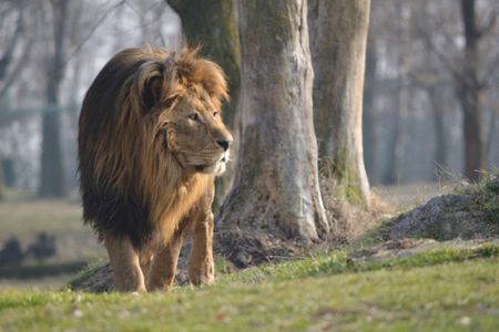 Offerta Biglietti, : Safari Park