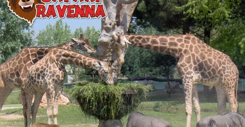 Zoo Safari Ravenna