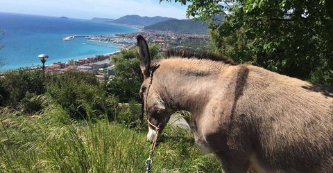 Passeggiate con gli asinelli in Italia