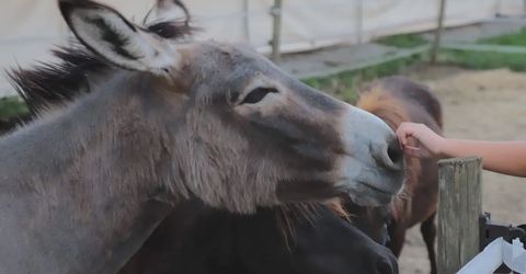 Visita guidata in fattoria e merenda