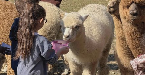 Visita agli alpaca del Monviso