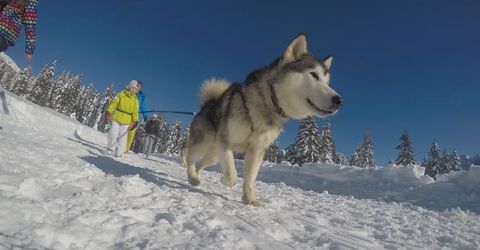 Ciaspolata con husky tra Pinzolo e Madonna di Campiglio